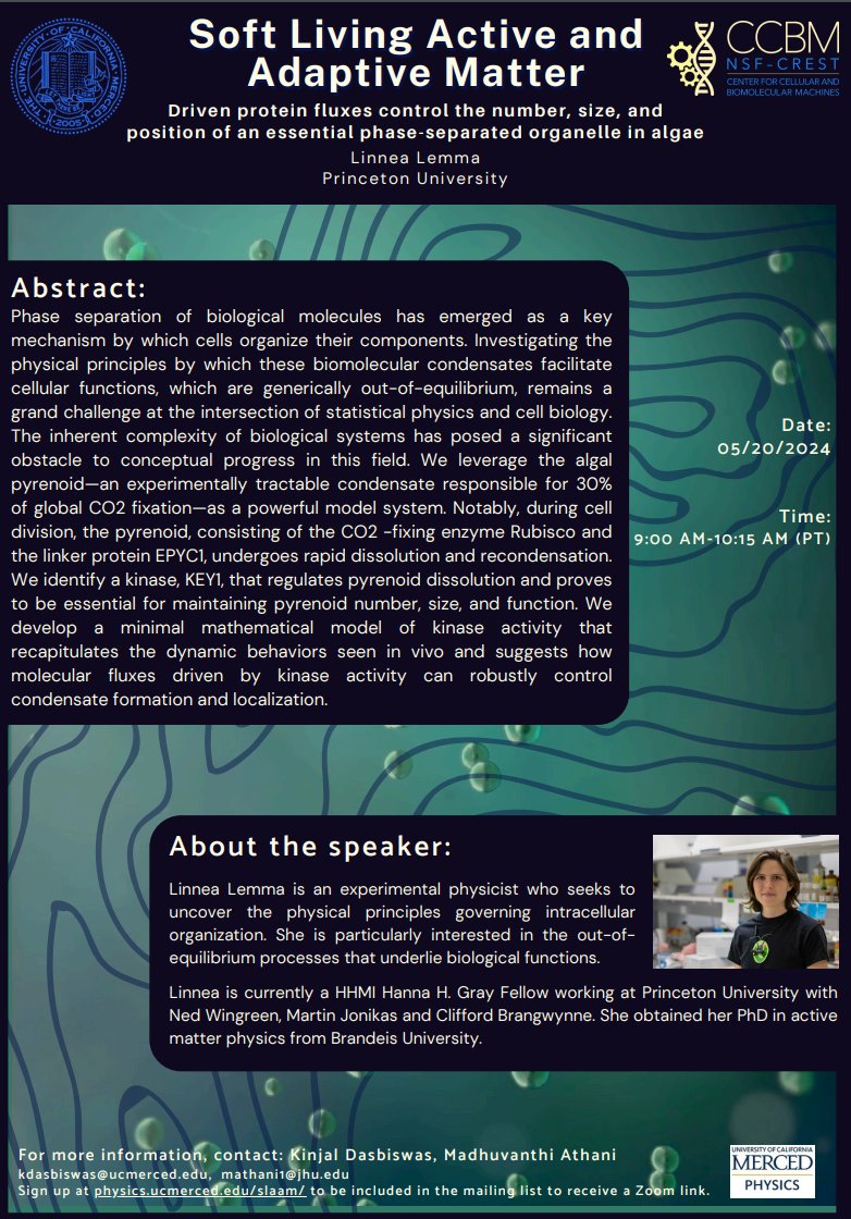 UCMercedPhysics's tweet image. We are excited to announce that the next SLAAM seminar will be given by Dr. Linnea Lemma (Princeton) on Monday, May 20, at 9 am PT/12 noon ET (US).
Title: Driven protein fluxes control the number, size, and position of an essential phase-separated organelle in algae
@lsquared64