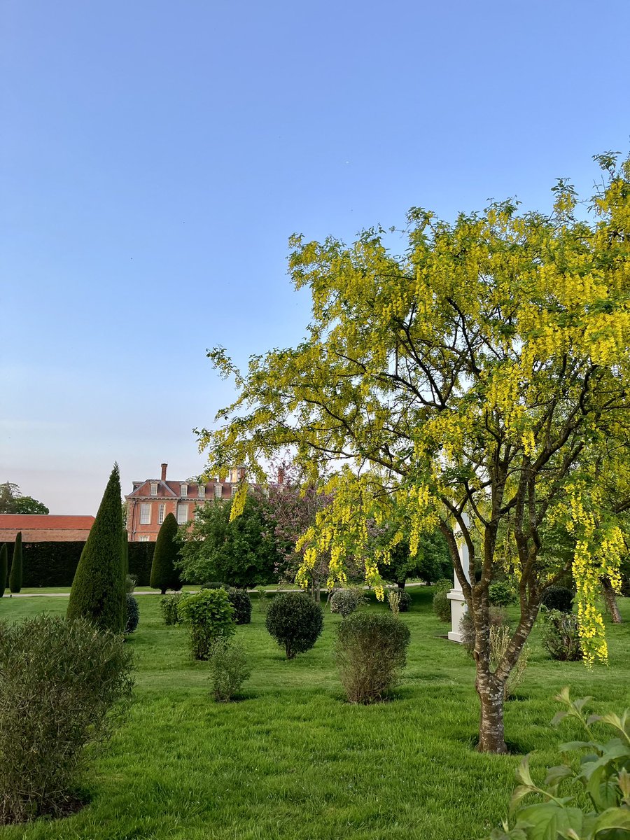 Laburnum, sometimes known as golden chain, are currently flourishing at Hanbury with their hanging bunches of golden yellow flowers. Come and enjoy the gardens bursting into life with glorious late spring colour and scent 💛

#spring #gardens #hanburyhallnt #worcestershirehour