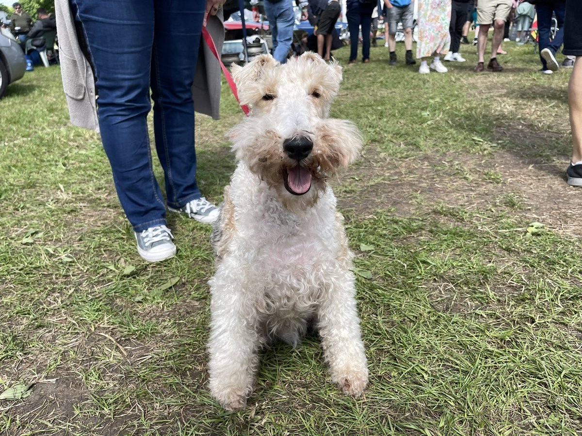 Dad went to the @Beaulieu_Hants Spring Autojumble and met this fine fellow… Archie the Fox Terrier! 🐾😃