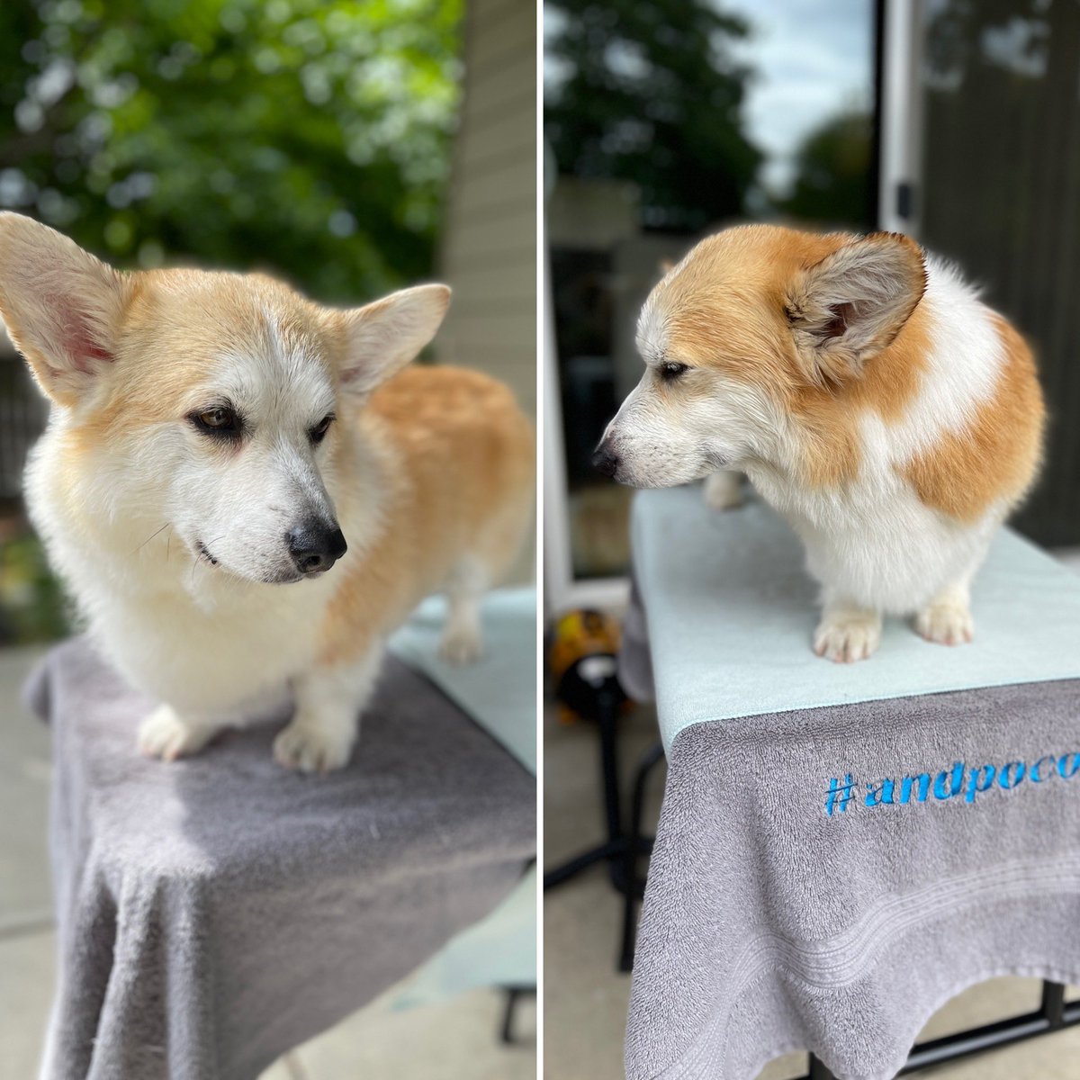 Run and hide, furiends. A Bad-Awful-Terrible-Horrible 🛁 situation caught up with us. #CarsonTheCorgi #AndPocoToo #CorgiCrew