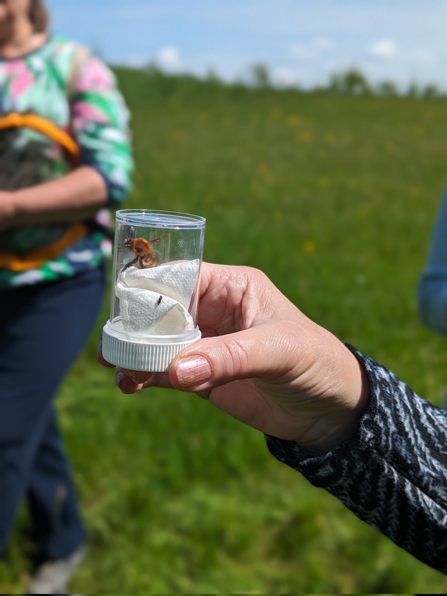 BOMaoileoin's tweet photo. Big shout out to the folks in #Athboy for welcoming me today for a #BiodiversityWeek walk in the Cow Park. We were using the event to celebrate #WorldBeeDay, looking out for #bumblebees, #solitarybees and other insects in the hot ☀️☀️ https://t.co/tUHrJegotK