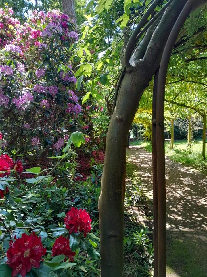 Rhododendrons and laburnum @ArleyArboretum today #sundaystroll