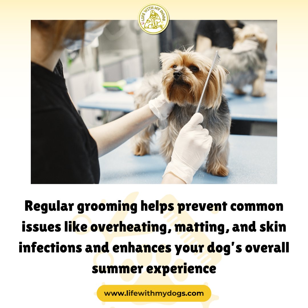 LifeWithMyDogs9's tweet photo. Beat the heat with neat! Keep your pup cool and comfy all summer long. ☀️Discover more dog information, visit https://t.co/rVNuPcJ7Pk #GroomingGoals #SummerReady #lifewithmydogs #dogshealth https://t.co/neiAYVxZ12