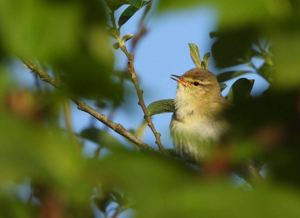Willow warbler in the sun at Muirshiel country park