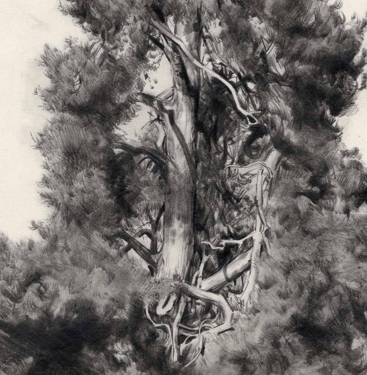 A tree drawing of a tree from Sherwood Forest
Lots of legends and lore about Robin Hood in Sherwood Forest, maybe he saw this very tree! 

graphite on paper
