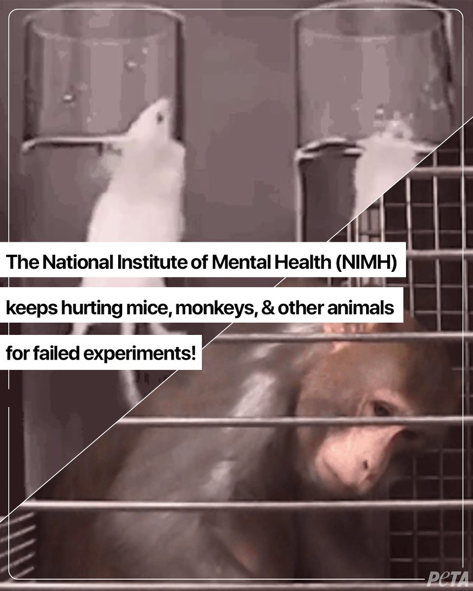 Our mental health is worth more than @NIMHgov’s wasted & unreliable tests on animals that produce no effective treatments for us.
 
Animals and humans deserve better!
 
This #MentalHealthMonth, help us urge it to adopt animal-free science 👉 peta.vg/3w0u