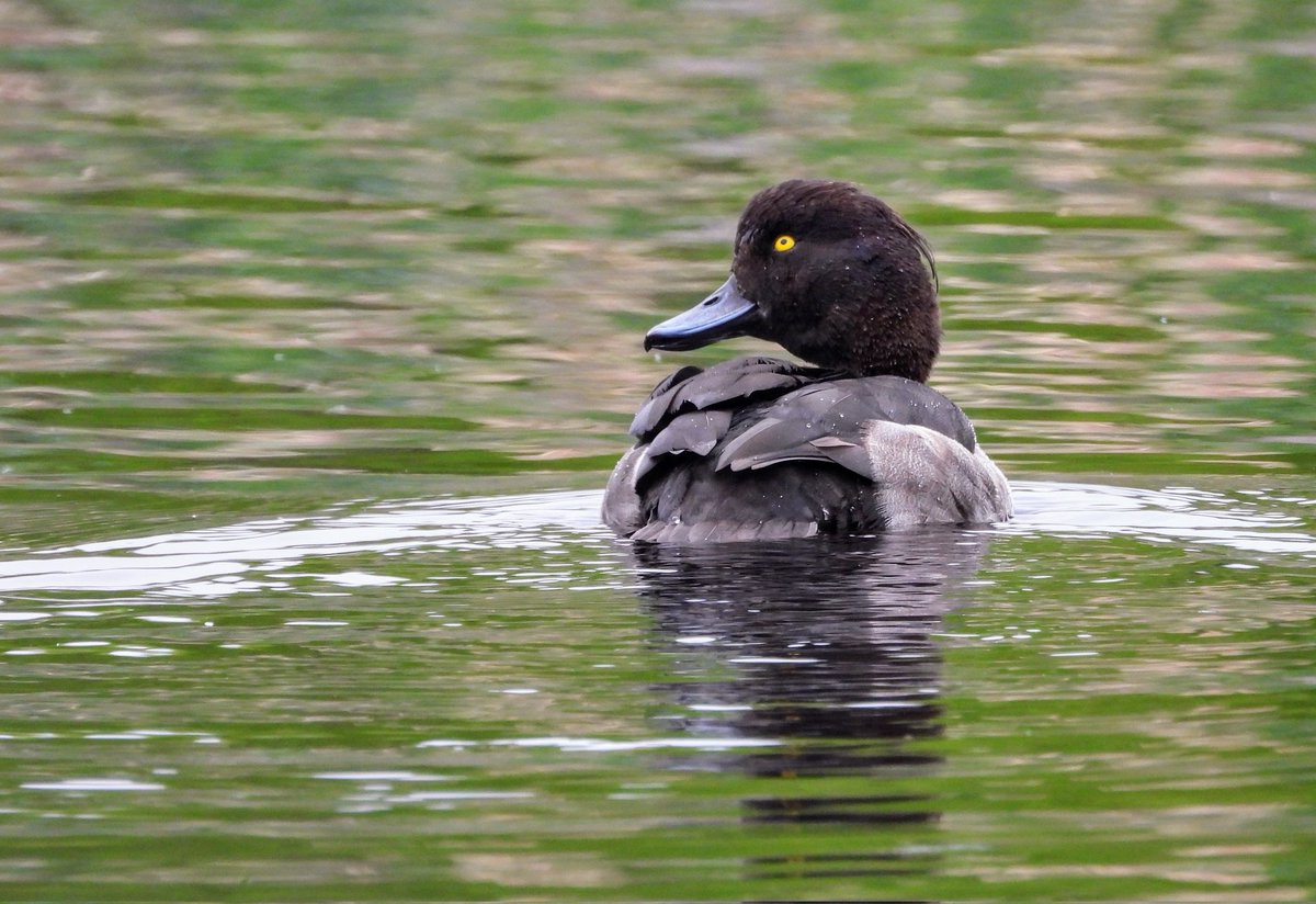 Tufted duck with a quick for aerial threats