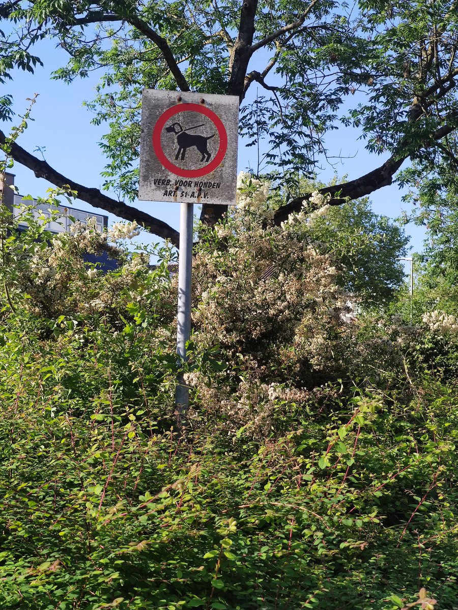 omerfkocaman's tweet image. Hollanda parklarında sahipli köpeklerin dahi giremediği alanlar. Bugün çekildi fotograf. Parklarda çocuklar özgürce ve güven içinde eğleniyorlar. Olması gerektiği gibi. Başıboş sokak köpeği kavramı yok zaten.
#sahipsizköpekler #SokaktaBaşıBoşKöpekOlmaz #SokakKöpekleriToplatılsın