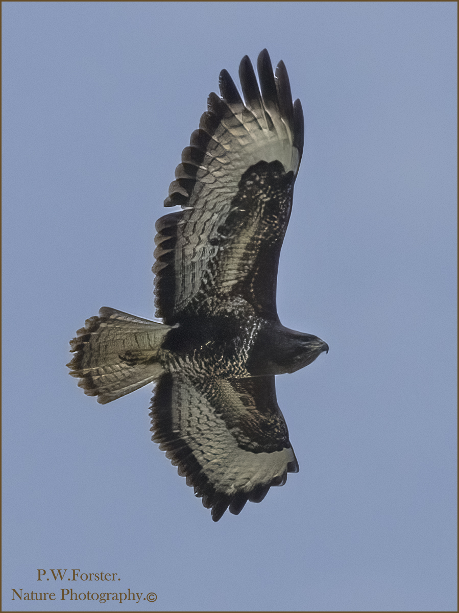 Local Buzzard Fly over @teesbirds1 @WhitbyNats @clevelandbirds @teeswildlife @DurhamBirdClub @TeesmouthNNR @RSPBSaltholme @YWT_North @YorksWildlife @NTBirdClub @WildlifeMag @BBCSpringwatch @BirdSpotUK @BirdLife_News