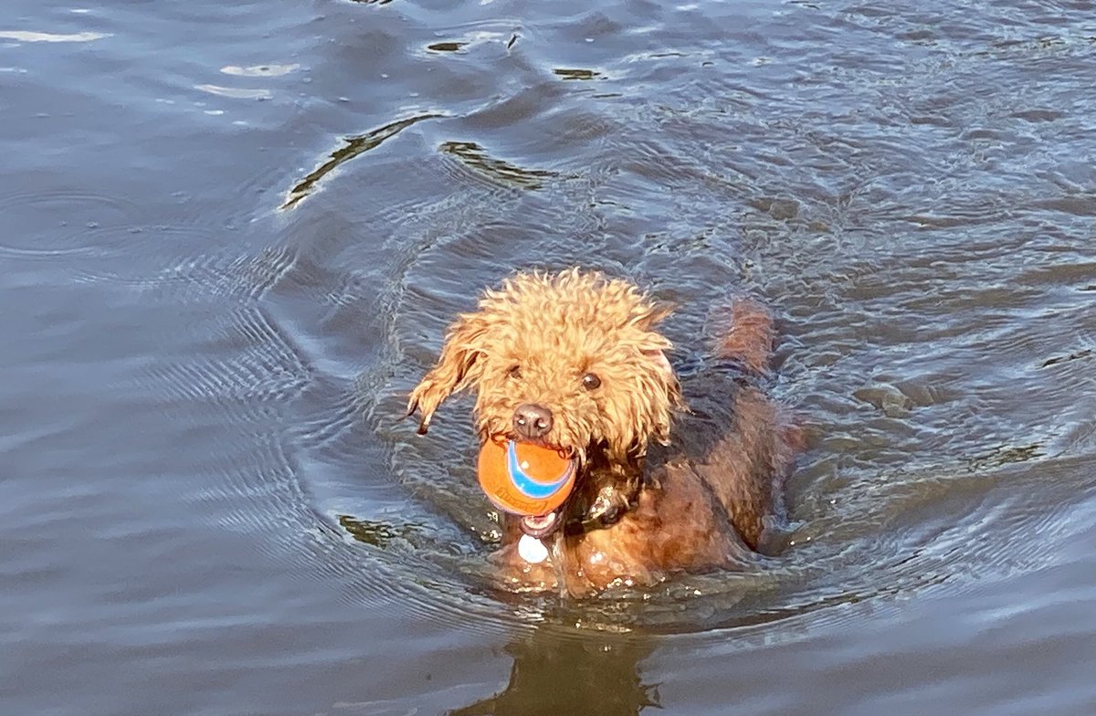 ExploraNeedham's tweet image. 