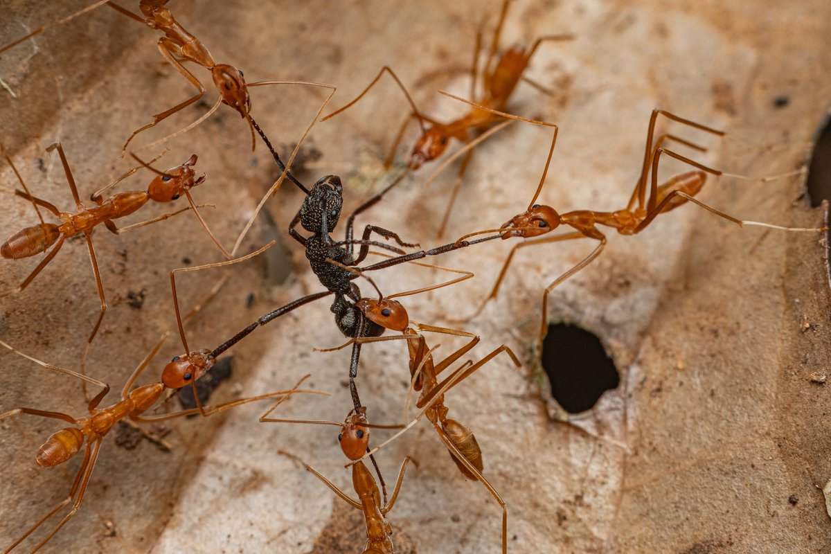 A group of spider ants (Leptomyrmex sp.) hunting a poney ant (Rhytidoponera sp.). PNG 🇵🇬 2023.