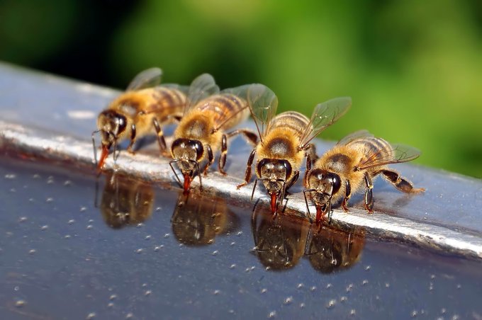 Una bella imagen..

Éstas abejas perfectamente alineadas bebiendo agua..

#NatureIsAmazing