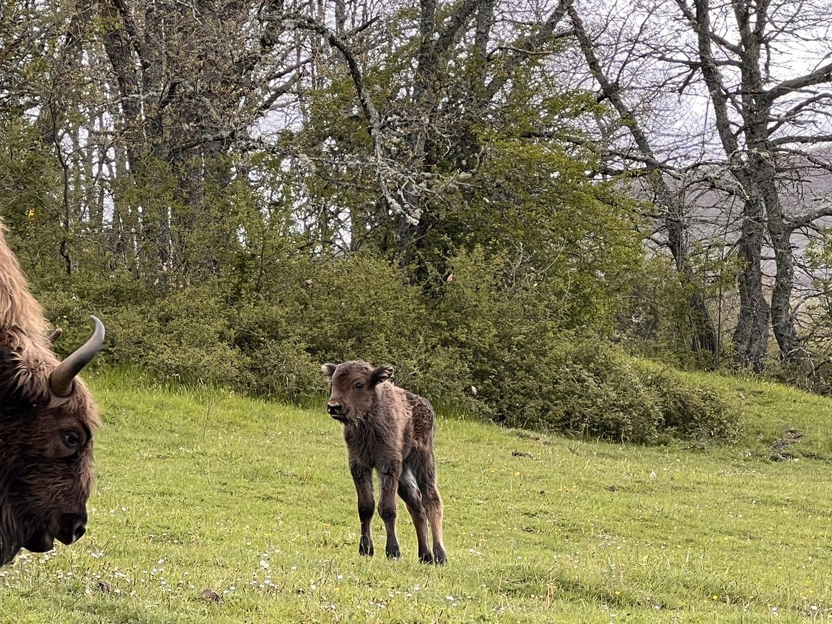 Dos nuevas crias! El primer hijo de Cyrce 🦬 y hija de Campera 🐴 ( losino) <a href="/Pomilska/">Jesus Gonzalez Ruiz</a> <a href="/jorgeextramiana/">jorge extramiana</a> <a href="/CommitteeWorld/">international committee world biological corridor</a> <a href="/FBiodiversidad/">Fundación Biodiversidad</a> <a href="/CyLEsVida/">Turismo Castilla y León</a> <a href="/PalenciaTurismo/">Palencia Turismo</a> #montañapalentina #sancebriandemudá