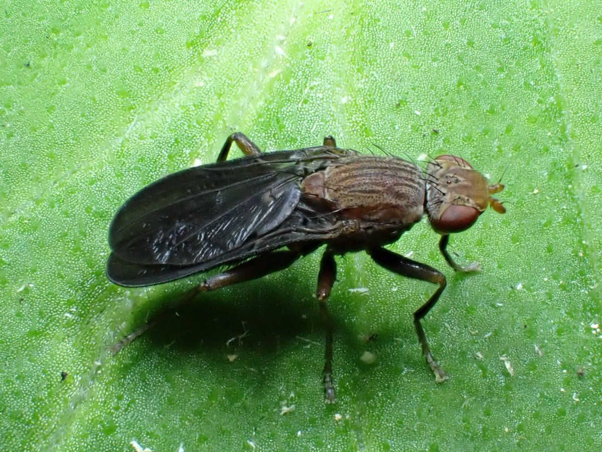 Pelidnoptera nigripennis - a fine Sciomyzid fly of shady woods that is most frequently encountered in the Scottish Highlands. I have found it occasionally at a few sites in lowland Angus, including this one from Rossie Moor SSSI yesterday.