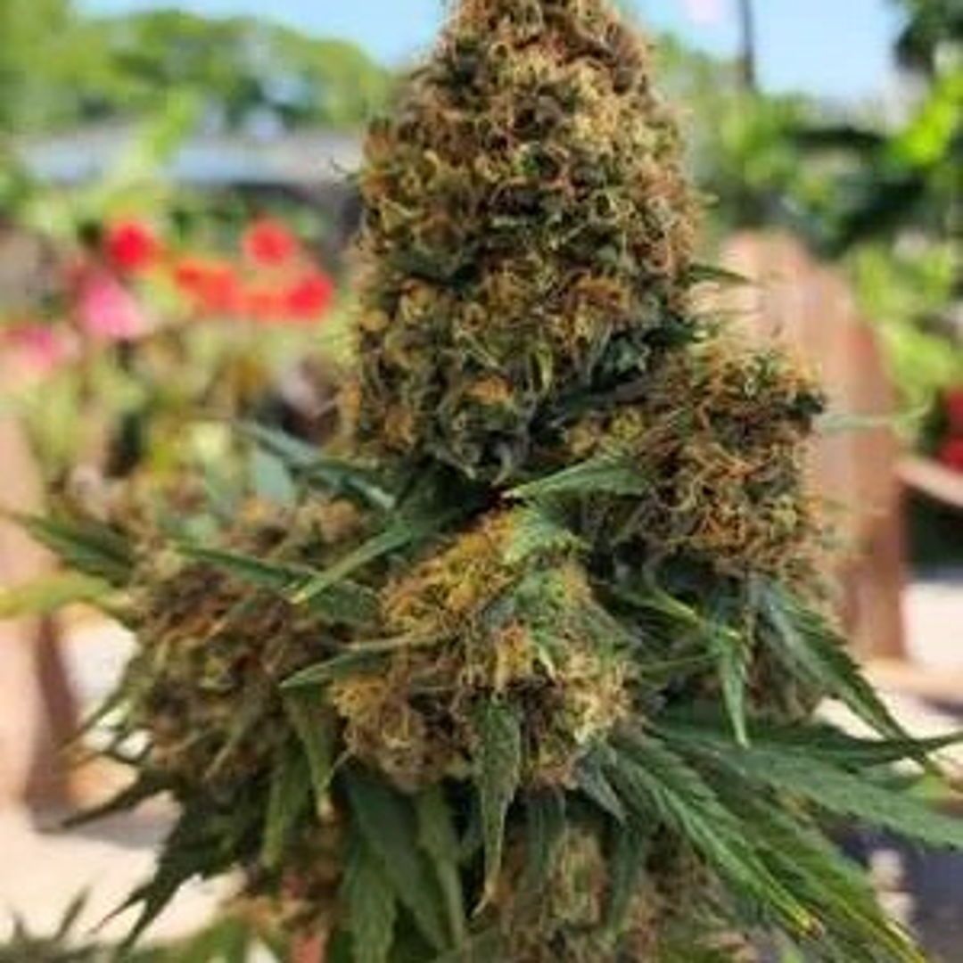 buff.ly/47OWgHu 
Get 20% off your next order of cannabis seeds! 🌿 Use the coupon code 20%off to qualify. #cannabisseeds #discountoffer
