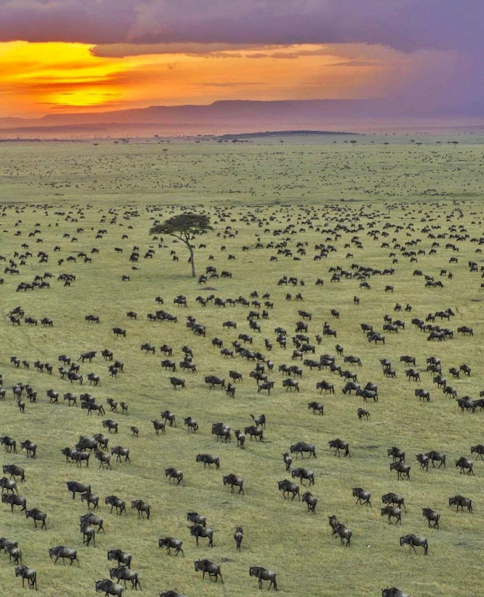 This view from Serengeti National Park, Tanzania🇹🇿 is just priceless !