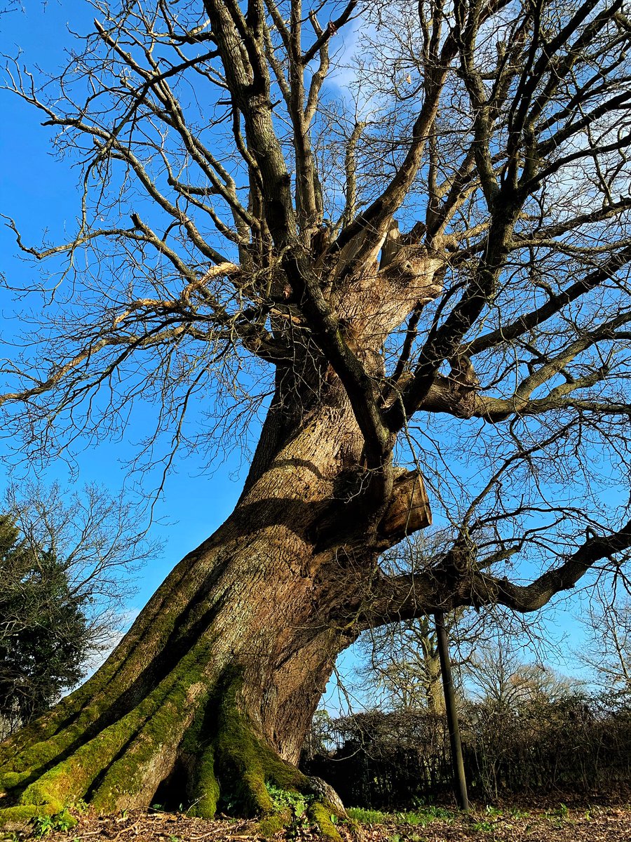 Love this huge, ancient oak at the Vyne, Basingstoke. It was there when Henry VIII and Anne Boleyn came to stay.