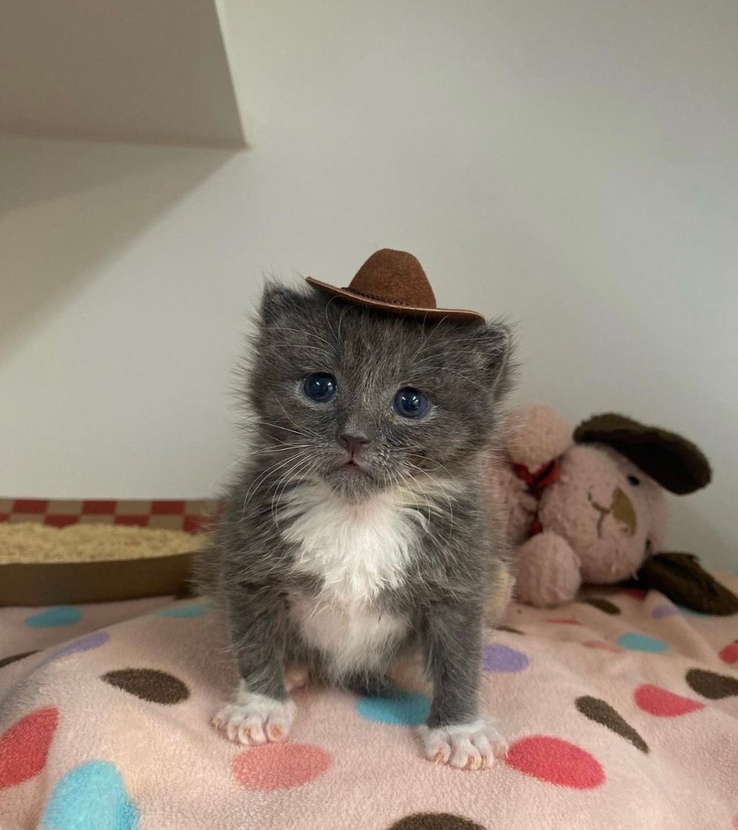 smol silly cat tweet media