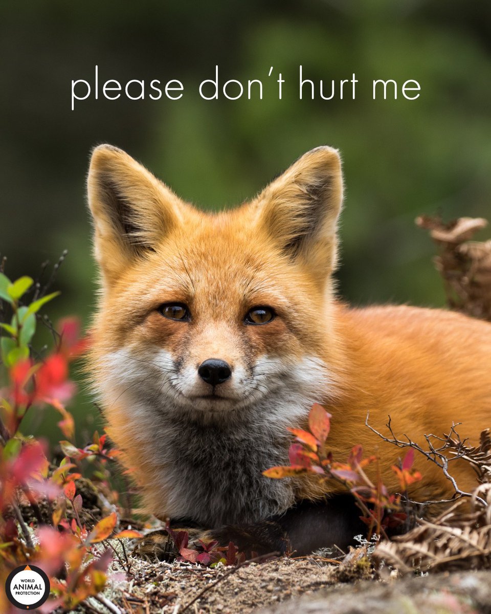 Love animals. Don't hurt them. 🦊🧡