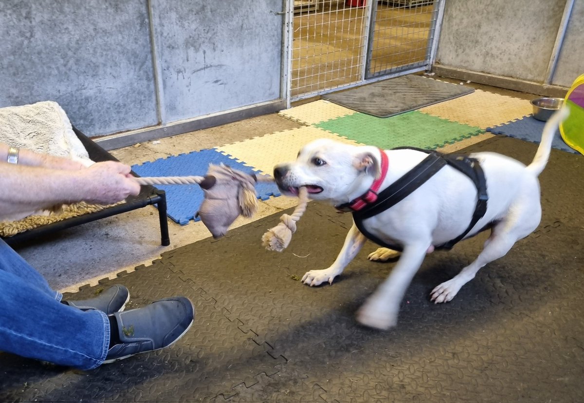 Let's play tug!! 😁😁😁 Bailey loves a game of tuggy 🐾♥️ Please help him find someone with a strong arm and a furever home with a comfy sofa 🏡 🙏 seniorstaffyclub.co.uk/adopt-a-staffy… #teamzay #AdoptDontBuy #AdoptDontShop