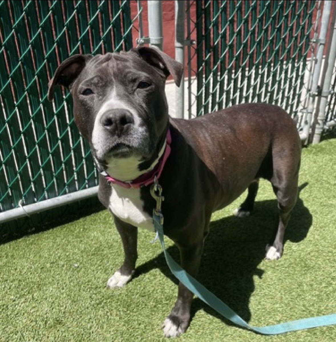 💞Spottie💞 #NYCACC #NYC #194334 9y #SaveOurSeniors #AdoptMe #RescueMe Precious sweet Sr, a total gem! V special lady, deserves everything gd. Show her u care, her ❤️'s yrs. Here 2 long, needs loving 4ever #Adopter, 4 snuggles on her own couch, gentle walks Pls #pledge 💞Spott