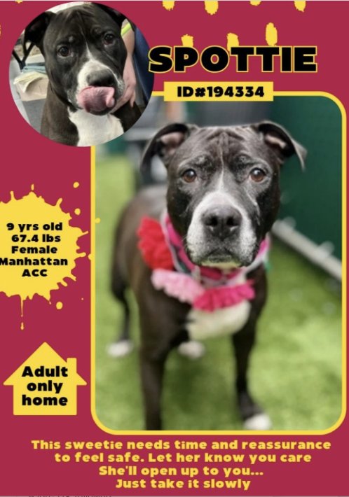 💞Spottie💞 #194334 9y #NYCACC #NYC #SaveOurSeniors ▪To #Adopt/#Foster: ▪️Pls DM: @CathyPolicky + nycacc.app/browse/194334 ▪Live in N.East ▪No kids under 13 Tysvm 💗Spottie