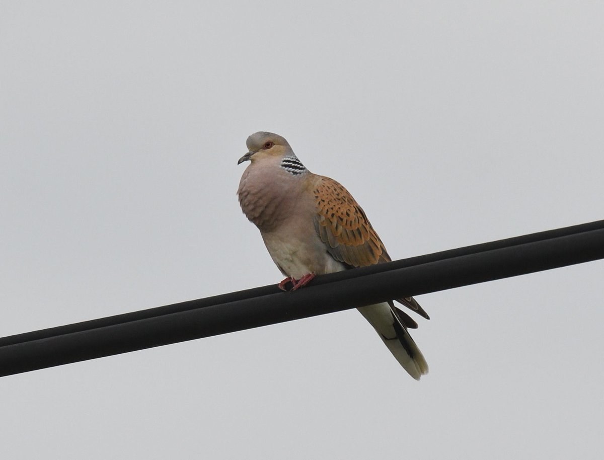 The day started brilliantly with a purring #TurtleDove on the wires just along the road from where we've been staying for last 5 days in the #Pyrenees First views we've had of a Turtle dove in this location