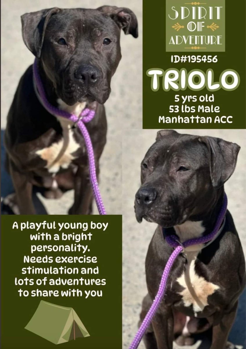 💔Triolo💔 #NYCACC #NYC #195446 5y ▪To #Adopt/#Foster: ▪️Pls DM: @CathyPolicky Or ▪Pls Email: nycdogslivesmatter@gmail.com + NYC: nycacc.app/browse/195456 ▪Solo Pet ▪Live in N.East ▪No kids under 13 Tysvm 💗Triolo