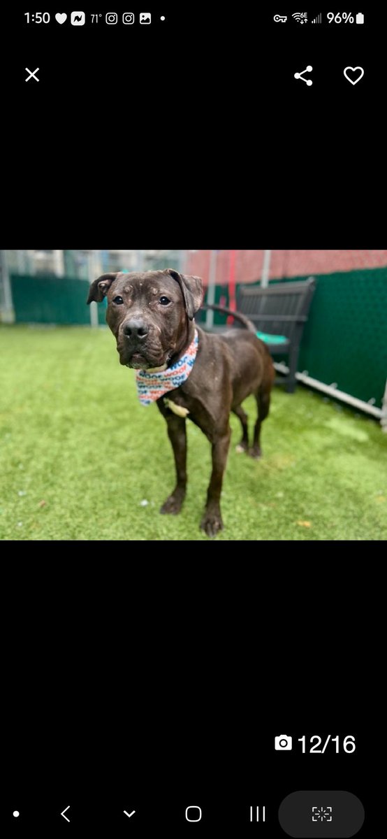 💔Triolo💔 #NYCACC #NYC #195456 5y Precious sweetie's💔, arrived stray 30 days ago. His history's a mystery, but his gorgeousness is blinding! Dark brindle beauty's eager 2 pls, gd on leash. Needs loving, N.East #Adopter/#Foster, 2 blossom into yr BFF. Pls #pledge 💞Triolo