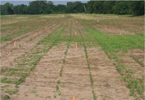 Early season weed control is especially important in #cotton because it can be slow to canopy relative to other #crops grown in #Kansas. Check out the article to learn more about controlling the early season weeds. bit.ly/4bngRVU @KStateWeedSci