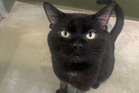 Hey #Chicago! older, wiser Kuzko is the .@PAWSChicago Pet of the Week on .@cbschicago 

#AdoptDontShop #AdoptDontBuy #AdoptAShelterPet #adoptaseniorpet #AdoptAShelterCat #cats #pets 

youtube.com/watch?v=2PF0WW…