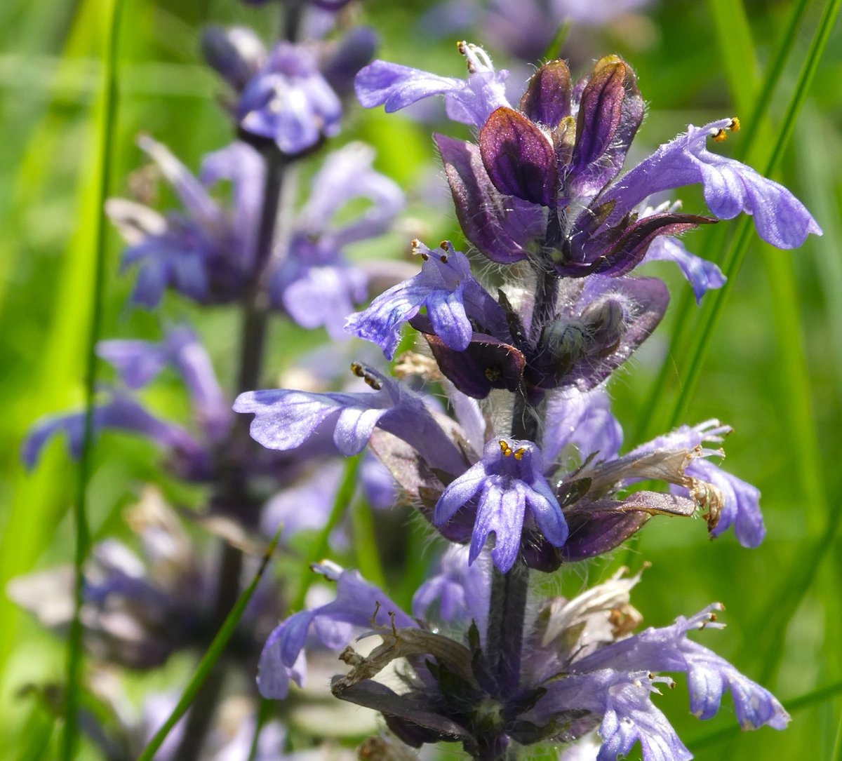 ‘Bugle blue’ (Hopkins) Culpepper writes that ‘if you be wise’ the medicinal virtues of bugle's lovely blue spikes will ‘make you fall in love with it’💙💜💙 #BlueMonday