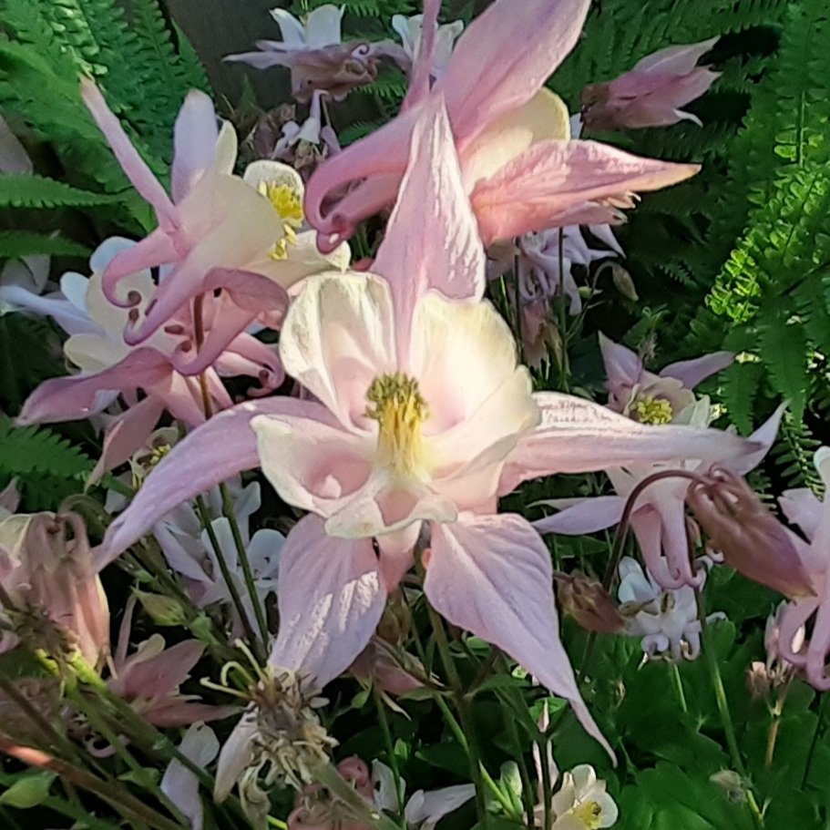 Evening aquilegia 🌞 🌸
