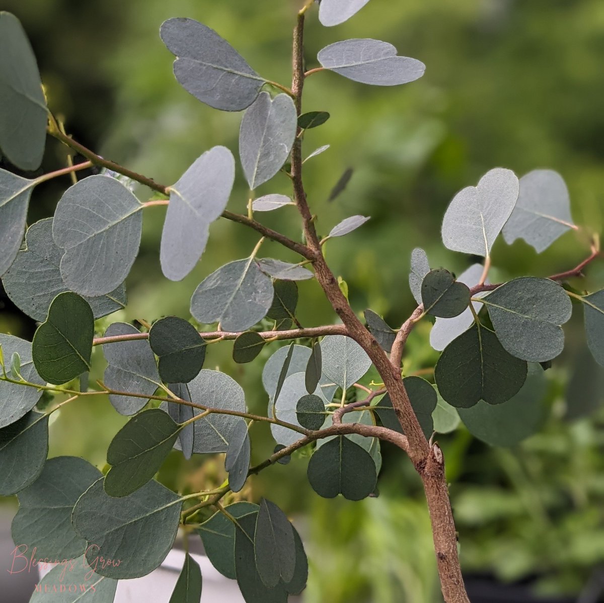 Can we just take a moment to appreciate these adorable heart-shaped eucalyptus leaves? This sweet variety was bred to withstand colder temps right here in Georgia! 
#luckyeucalyptus #georgiagrown #locallygrown #bouquetfiller #eucalptus #grownwithpurpose #toGodbetheglory