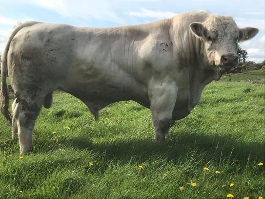 For this week's episode of #TheBeefEdge, on the topic of stock bull fertility, David Kenny, Teagasc highlighted how this is a major concern as approximately 20% of bulls are sub-fertile, so keeping records is essential. Listen in bit.ly/3ywJH7G @TeagascBeef
