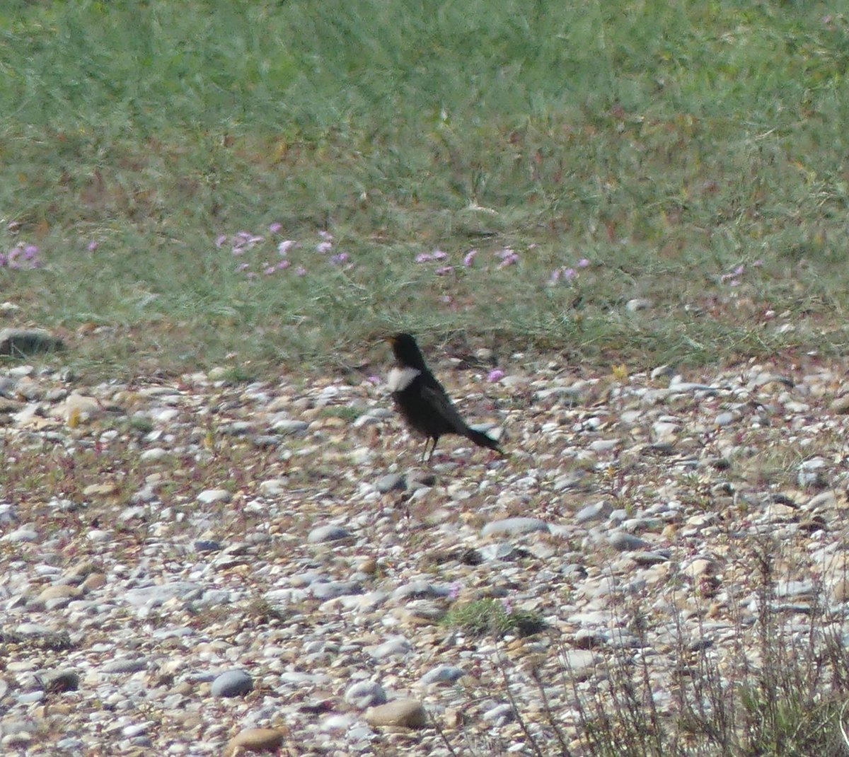 Alexliddle88's tweet photo. No shrikes for me at Blakeney today, but a decent few migrants around, the highlight being this stunning Ring Ouzel. https://t.co/HpkMJKlM0n