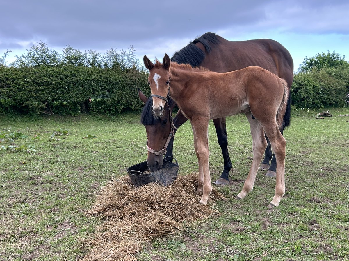 TillyrieStables's tweet photo. Just Aswell he’s cute! Rascal defo suits! #future #grannysfamily #homebred https://t.co/XrrqXIC2BS