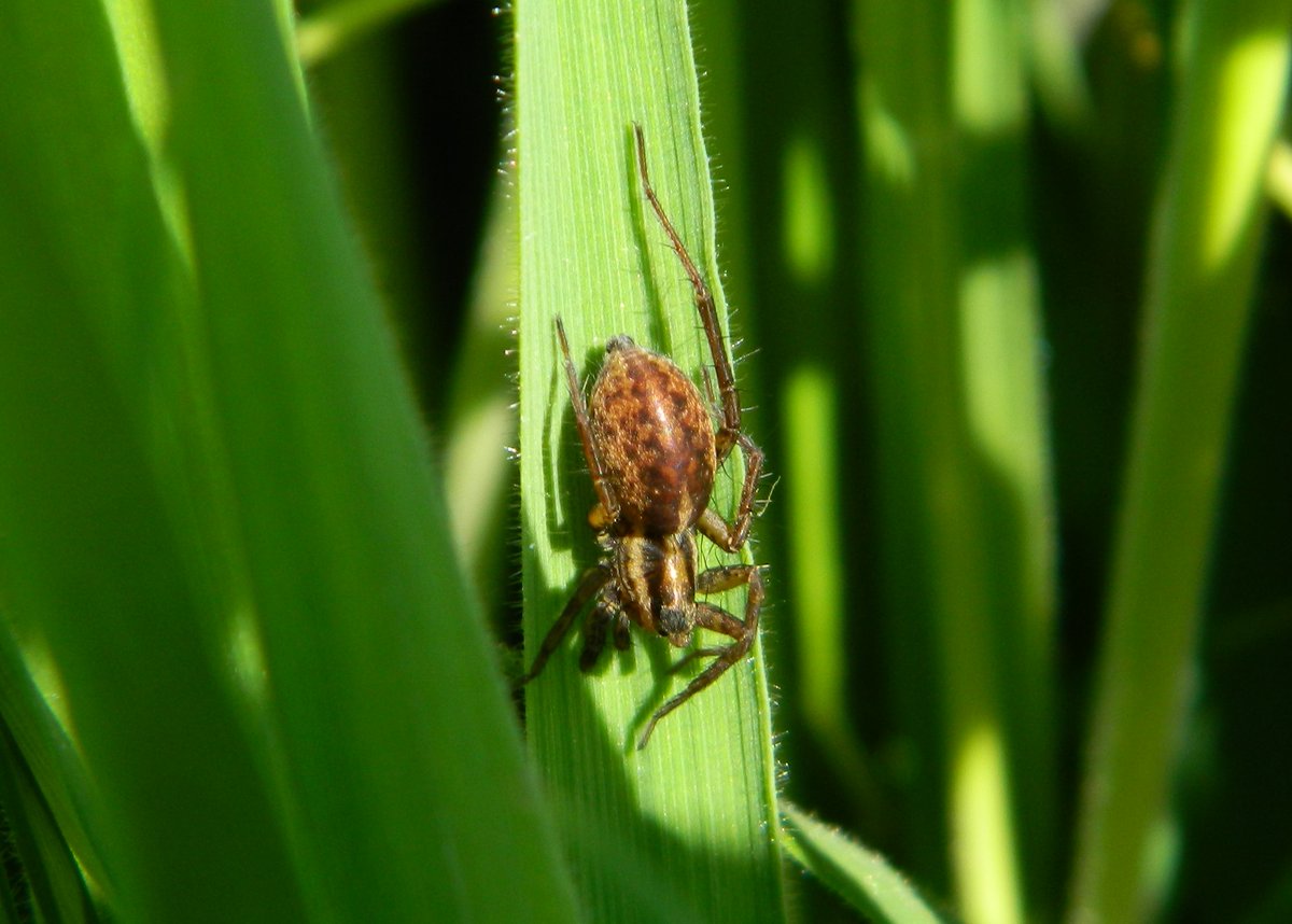 Heading up to #TunstallHills yesterday and we just spent a lil bit of time time looking closer at the extraordinary variety of #Spider species in a wild area that hasn’t been cut #SpidersareAwesome 💚🕷️ @Tone_Killick