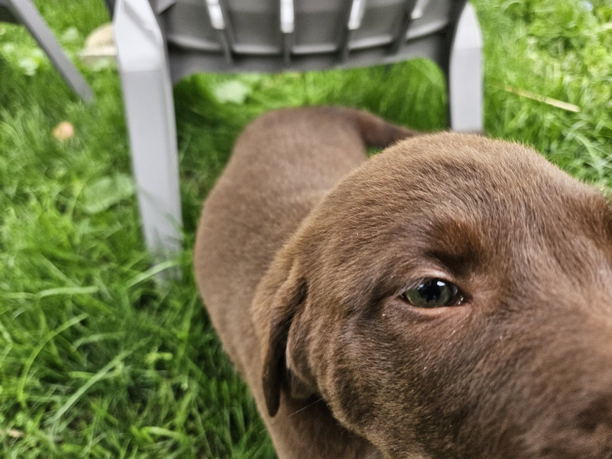 Hey #uglydogs

We have a new packmate!

Meet Bourbon!