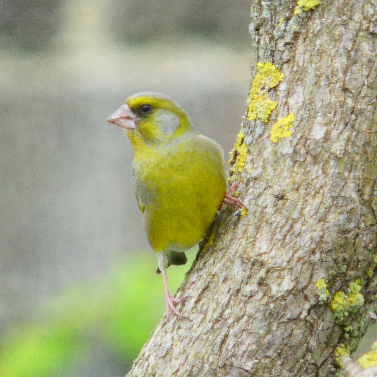 A #greenfinch on a branch, Fluorescent #yellow, #lichen's match. Curious eyes meet mine in a #glance, 'Shall we chat, or just have a dance?' 🐦 #NaturePhotography #NaturePhoto #BirdPhotography #birdphoto #birdwatching #photography #Chlorischloris #鳥 #鳥類 #自然 #アオカワラヒワ