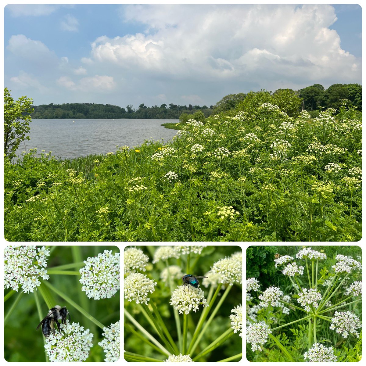 A huge stand of Hemlock Water Dropwort, Oenanthe crocata, super poisonous to us ☠️ but being enjoyed by myriads of inverts (it was absolutely humming!) I was happy to spot a snazzy little Ashy Mining Bee too, which was a first for me! #carrotsandpeas #wildflowerhour