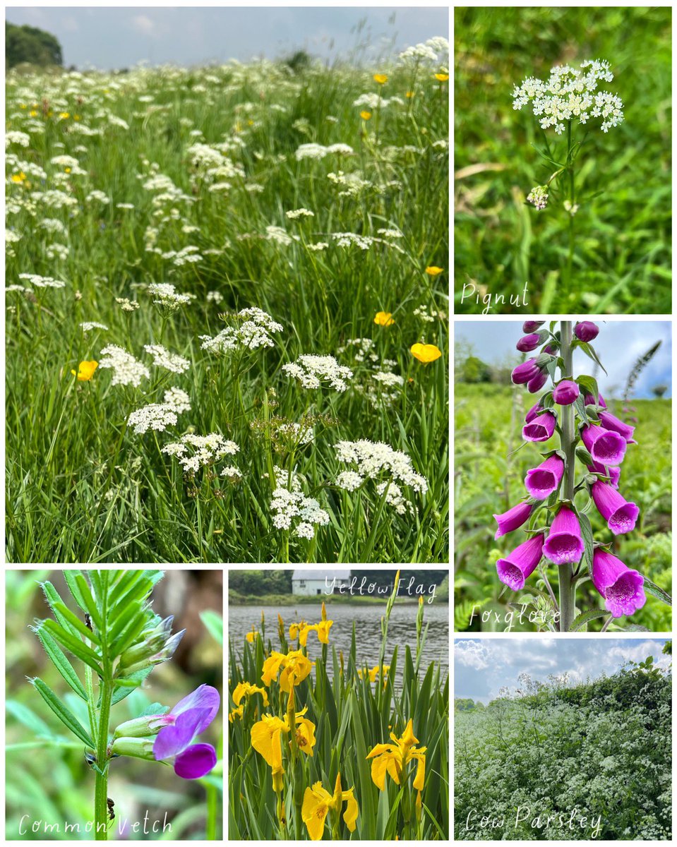 I rarely see Pignut in Warrington, so lovely to see a whole field of it around Colemere yesterday. Also this week, Foxgloves starting to open, Yellow Flag irises are at full pelt, frothy Cow Parsley everywhere & Common Vetch with attendant ants! 🐜 #carrotsandpeas #wildflowerhour