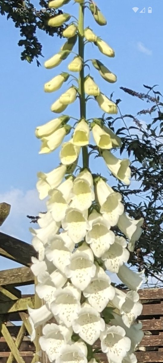 Our #tallest #Foxglove is about #SixFeetTall 🤔 That's unusually big, isn't it? @TobyBuckland @itvmeridian