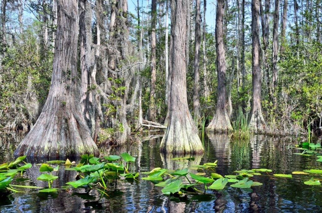 Action for Earth (@actionforearth) on Twitter photo Action to protect the Okefenokee Refuge from a proposed Titanium mine. act.biologicaldiversity.org/nkM5_1kEc0OfHB… <a href="/CenterForBioDiv/">Center for Biological Diversity</a> Action to protect the Okefenokee Refuge from a proposed Titanium mine. act.biologicaldiversity.org/nkM5_1kEc0OfHB… <a href="/CenterForBioDiv/">Center for Biological Diversity</a>