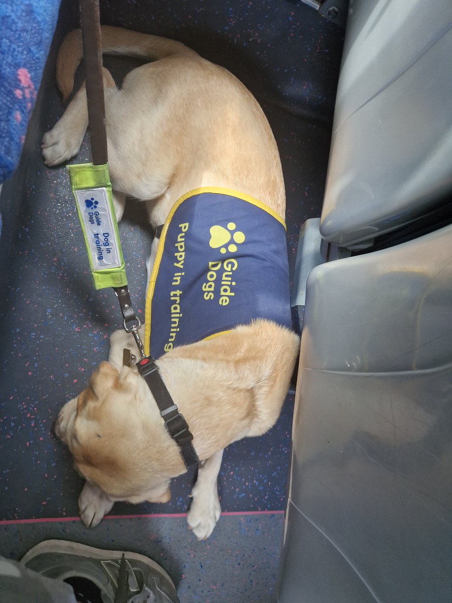 KennyGNI's tweet photo. Sally, our @guidedogs puppy in training, practising being on the @Translink_NI bus to @balmoralshow and then out for the count after a busy day!

@AMWallace_NI @RobbieButlerMLA @SorchaEastwood @guidedogsni @PaulGreenfield4 https://t.co/p6dzh167Io