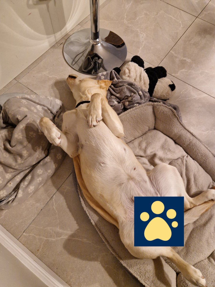 Sally, our <a href="/guidedogs/">Guide Dogs</a> puppy in training, practising being on the <a href="/Translink_NI/">Translink</a> bus to @balmoralshow and then out for the count after a busy day!

<a href="/AMWallace_NI/">Anne-Marie Wallace</a> <a href="/RobbieButlerMLA/">Robbie Butler MLA</a> <a href="/SorchaEastwood/">Sorcha Eastwood MP</a> <a href="/guidedogsni/">Guide Dogs NI</a> <a href="/PaulGreenfield4/">Paul Greenfield</a>