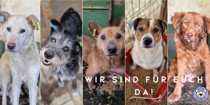 So viele wunderbare Hunde warten in unseren Sheltern auf eine Chance... Wir versprechen, sie nicht aufzugeben! Danke für eure Unterstützung dabei! Schaut auf unsere Webseite, wie ihr uns helfen könnt. prodogromania.de info@prodogromania.de