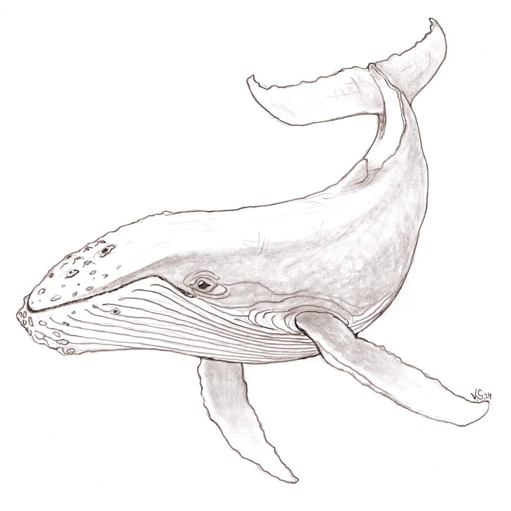 Weekly Sketch #206 - 19th of May. I just drew a Humpback whale.
#art #drawings #drawing #sketches #sketch #whales #humpbackwhale #animals
