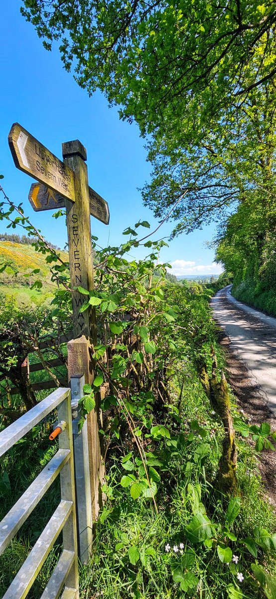 A beautiful day walking the Severn Way from Rhyd-y-benwch to Llanidloes
#SevernWay
@LDWA1 
@RamblersCymru