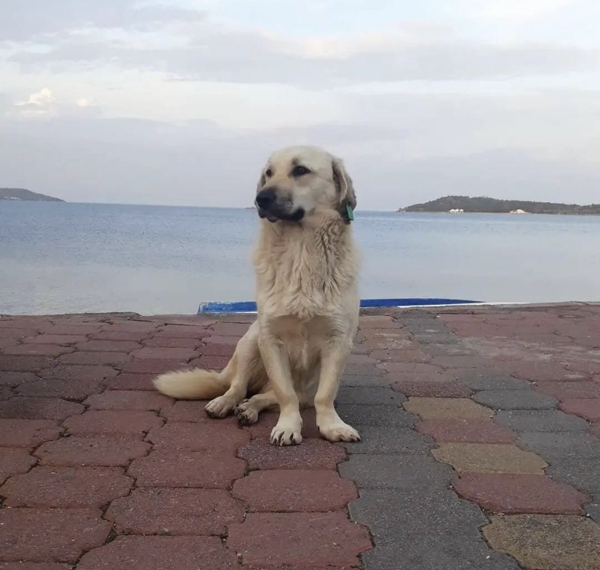 Maliyetlerin çok yüksek olması sebebiyle uyutulma adında bir katliam isteniyor öyle mi ? Sığınmacılara bakmanın maliyeti nedir benim ülkem de ? 2 yıldır sokak köpekleri üzerinden suni gündem götürülüyor ! Ama unutmayın halkın vicdanı bunu yapmanıza izin vermeyecek .